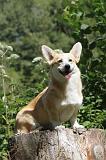 CORGI PEMBROKE 225